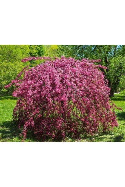 Яблуня Роял Б’юті з ніжно-рожевими квітами.